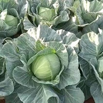 甘蓝