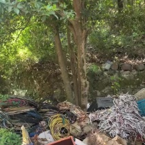 自家老宅前后“两棵种植几十年老桂花树，价格可商量