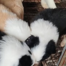 边牧幼崽