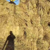 治沙稻草大量