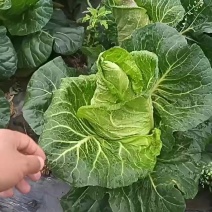 大量有货