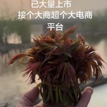 沂蒙山，香椿***********