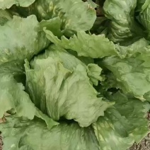 优质球生菜，物美价廉货源不多，有需要赶紧了