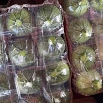 精品小南瓜嫩南瓜贝贝南瓜