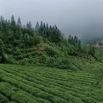 岳西翠兰茶叶