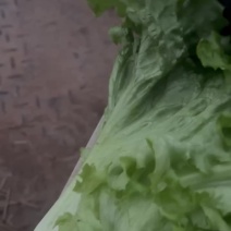 大叶生菜大量有货需要的老板随时联系支持各种包装