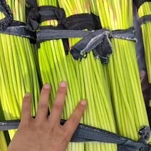 红帽蒜薹小捆长薹