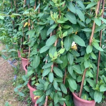金银花/金银花盆栽苗
