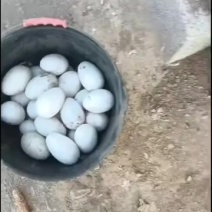 鹅蛋
