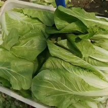 小白菜