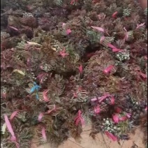 红油香椿