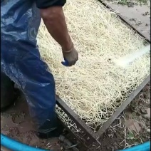 鱼腥草