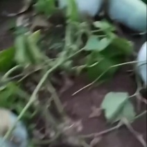 本地冬瓜秧苗农家自种老品种白冬瓜秧苗土种满地爬冬瓜应季蔬