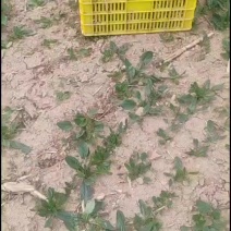 菠菜