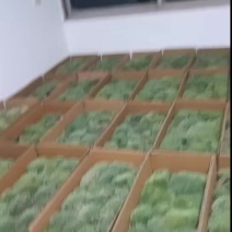 阴干白发苔藓…阴干星星藓！