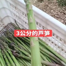 芦笋