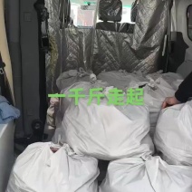 半成品猪头肉