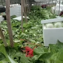 夏阳白菜