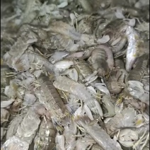 死皮皮虾