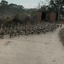 鹅鹅鹅自家放养