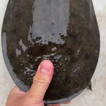 花甲鱼瘦身精品黑底