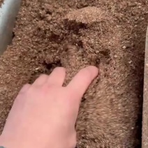 红枣粉高糖份喂牛羊鸡鸭鹅育肥快