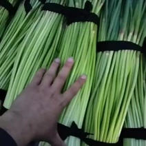 红帽蒜薹长薹小捆代收代办全国发货