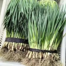 精品小葱大量上市