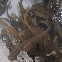 石扁头鱼
