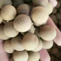 泰国桂圆干龙眼干商超电商直供一手货源质优价廉