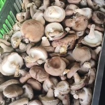 香菇