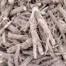 泡桐树根。9501。9502。四倍体脱毒泡桐树根。一手货
