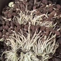 江西广昌精品5号茶树菇新货大批量上市啦