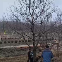 精品大梧桐