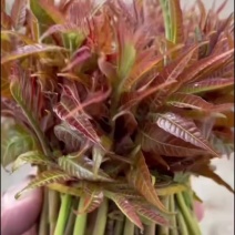 沂蒙山漏天头茬香椿***********