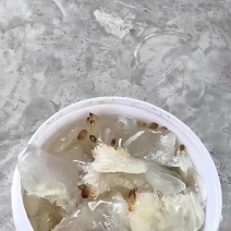 海蜇大白花头