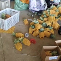 金钻17号凤梨对接各大平台，市场，电商一件代发