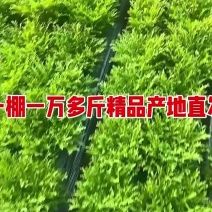 精品苦菊，产地直发！每天新鲜现砍！