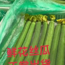 连云港玖源农业鲜花丝瓜