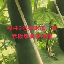 冬瓜