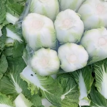 黄心大白菜