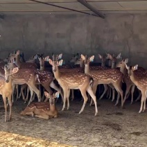 梅花鹿养殖场：种公鹿，种母鹿，鹿苗，育成两岁鹿，毛桃公鹿