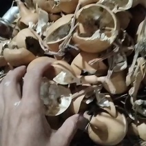 美国葫芦皮