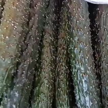 鹿邑产区精品青瓤黄瓜大量上市了，价格不贵