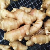 水洗姜，精品姜，通货姜，一般姜。欢迎采购