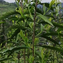 湘西高山云雾黄金茶（绿茶，红茶）