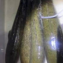 野生黑鱼1-6斤都有