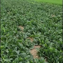 菠菜