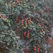 四川攀枝花小番茄