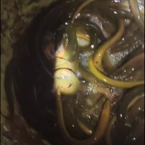 鳝鱼